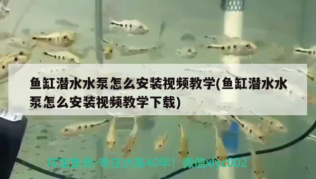 魚缸潛水水泵怎么安裝視頻教學(魚缸潛水水泵怎么安裝視頻教學下載)