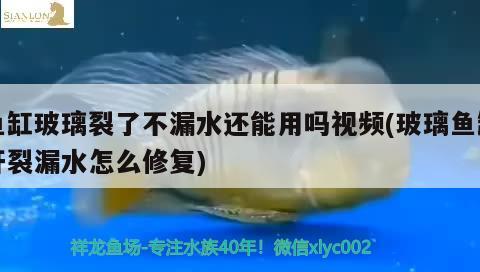 魚(yú)缸玻璃裂了不漏水還能用嗎視頻(玻璃魚(yú)缸開(kāi)裂漏水怎么修復(fù)) 名貴錦鯉魚(yú)