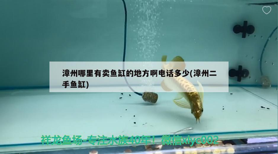 漳州哪里有賣魚缸的地方啊電話多少(漳州二手魚缸) 紅頭利魚