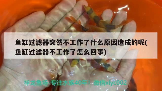 魚缸過(guò)濾器突然不工作了什么原因造成的呢(魚缸過(guò)濾器不工作了怎么回事) 大湖紅龍魚