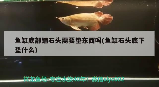 魚缸底部鋪石頭需要墊東西嗎(魚缸石頭底下墊什么) 球鯊魚