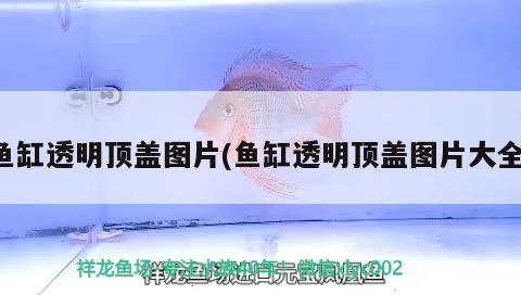 魚缸透明頂蓋圖片(魚缸透明頂蓋圖片大全) 泰龐海蓮魚