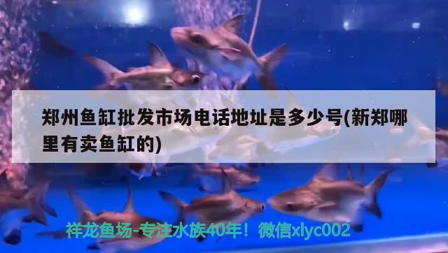 鄭州魚缸批發(fā)市場電話地址是多少號(新鄭哪里有賣魚缸的) 虎魚百科