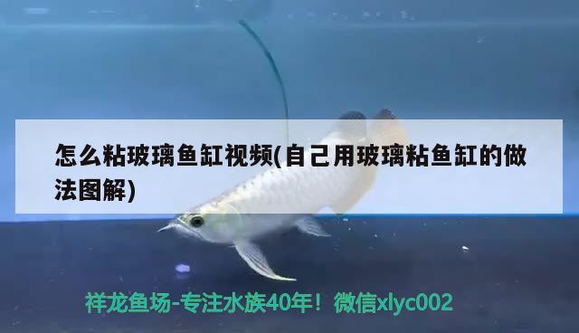 怎么粘玻璃魚缸視頻(自己用玻璃粘魚缸的做法圖解)