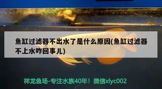 魚缸過濾器不出水了是什么原因(魚缸過濾器不上水咋回事兒) 刀魚魚