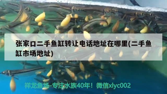 張家口二手魚缸轉(zhuǎn)讓電話地址在哪里(二手魚缸市場地址)