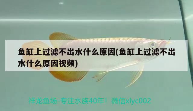 魚(yú)缸上過(guò)濾不出水什么原因(魚(yú)缸上過(guò)濾不出水什么原因視頻) 野生埃及神仙魚(yú)