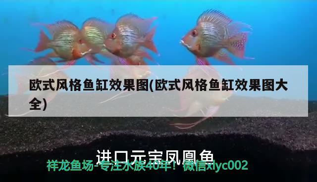 歐式風(fēng)格魚缸效果圖(歐式風(fēng)格魚缸效果圖大全)