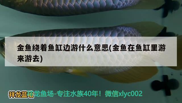 金魚繞著魚缸邊游什么意思(金魚在魚缸里游來游去) 暹羅巨鯉