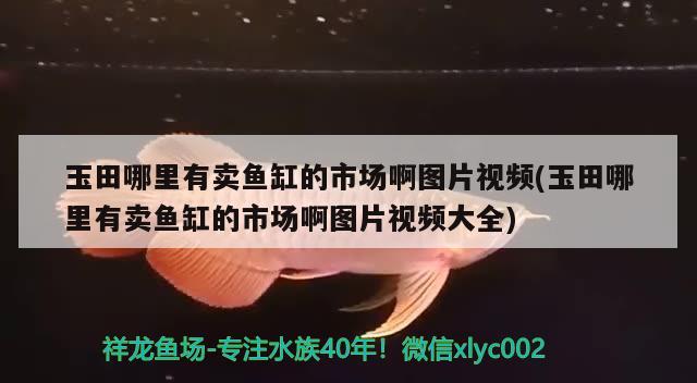 玉田哪里有賣魚缸的市場啊圖片視頻(玉田哪里有賣魚缸的市場啊圖片視頻大全) 印尼小紅龍 第1張