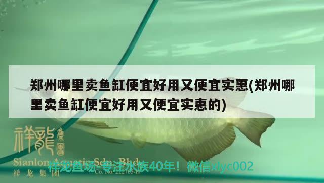 鄭州哪里賣魚缸便宜好用又便宜實惠(鄭州哪里賣魚缸便宜好用又便宜實惠的) 白子黑帝王魟魚