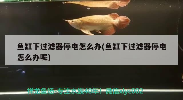 魚缸下過(guò)濾器停電怎么辦(魚缸下過(guò)濾器停電怎么辦呢) 斯維尼關(guān)刀魚