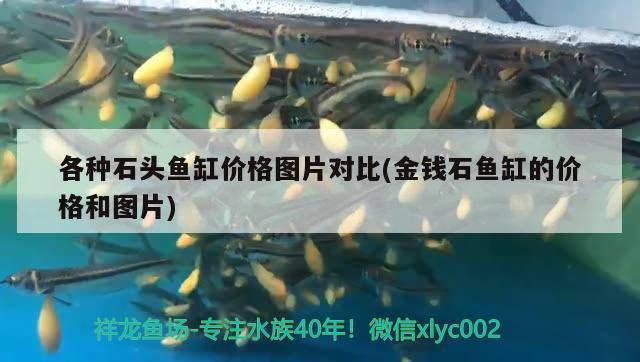 各種石頭魚缸價(jià)格圖片對(duì)比(金錢石魚缸的價(jià)格和圖片)