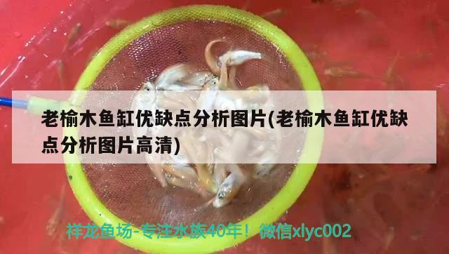 老榆木魚缸優(yōu)缺點分析圖片(老榆木魚缸優(yōu)缺點分析圖片高清) 斑馬鴨嘴魚