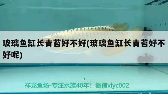 玻璃魚缸長青苔好不好(玻璃魚缸長青苔好不好呢) B級過背金龍魚