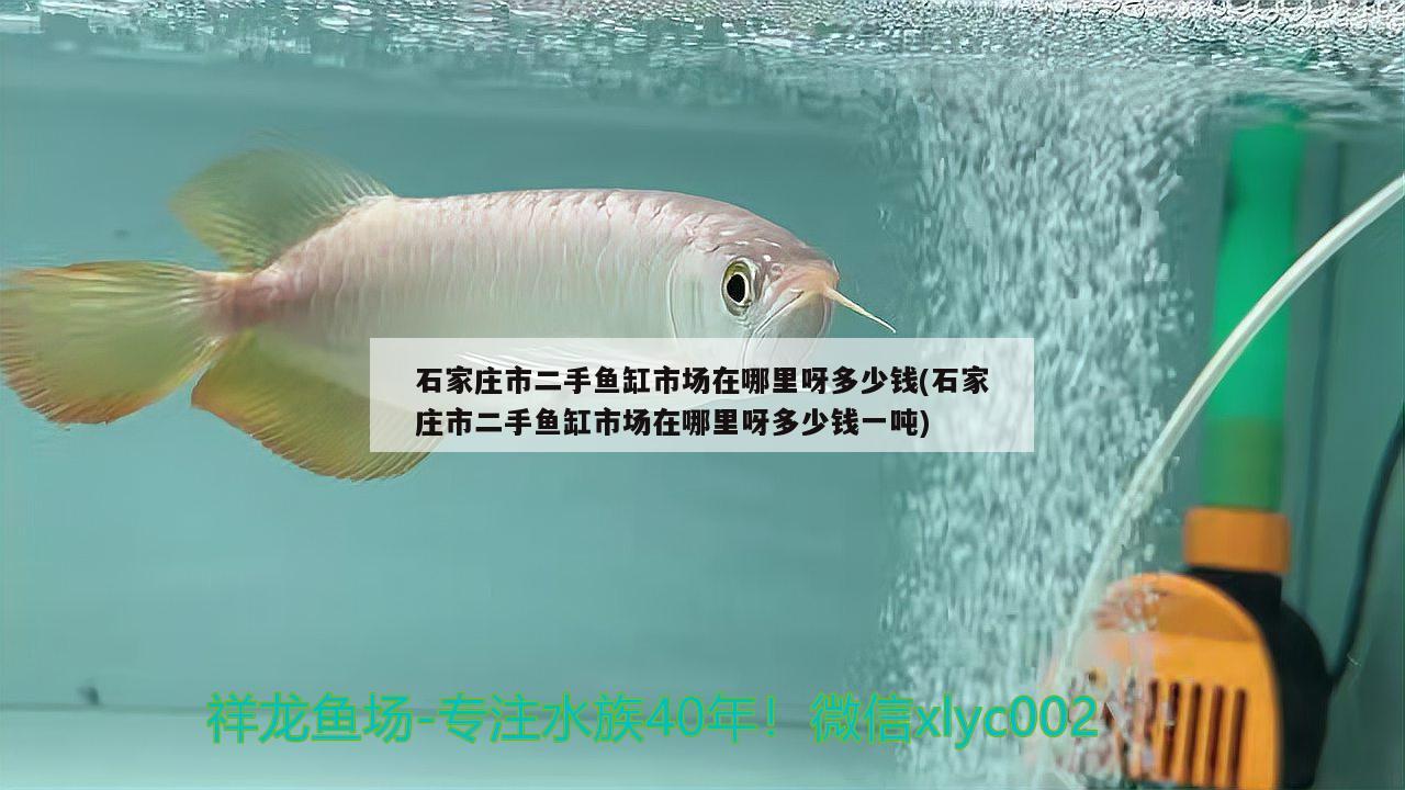 石家莊市二手魚缸市場在哪里呀多少錢(石家莊市二手魚缸市場在哪里呀多少錢一噸)