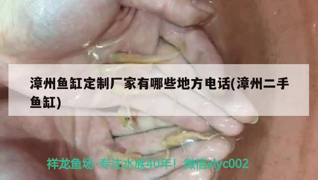 漳州魚缸定制廠家有哪些地方電話(漳州二手魚缸) 印尼四紋虎