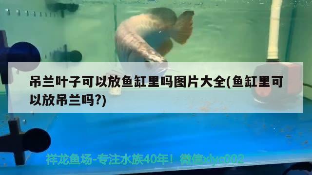 吊蘭葉子可以放魚缸里嗎圖片大全(魚缸里可以放吊蘭嗎?) 小型觀賞魚