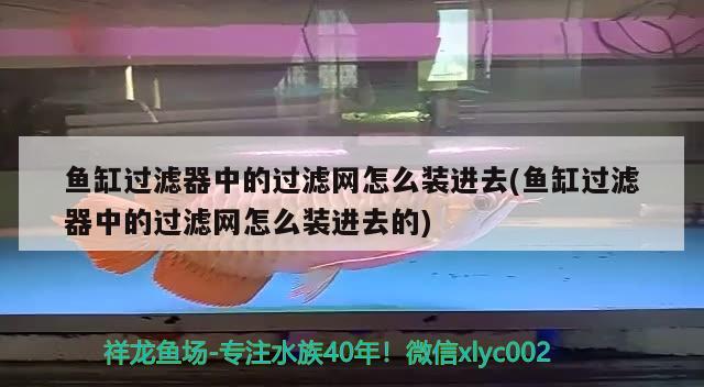 魚(yú)缸過(guò)濾器中的過(guò)濾網(wǎng)怎么裝進(jìn)去(魚(yú)缸過(guò)濾器中的過(guò)濾網(wǎng)怎么裝進(jìn)去的) 球鯊魚(yú)