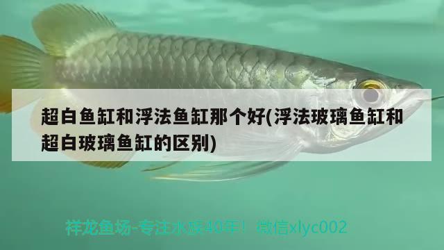 超白魚缸和浮法魚缸那個好(浮法玻璃魚缸和超白玻璃魚缸的區(qū)別) 肥料