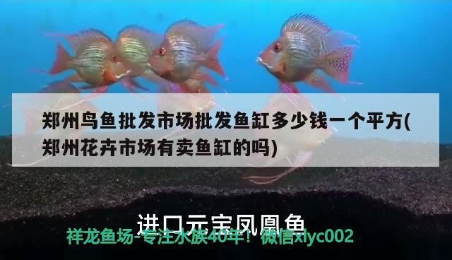 鄭州鳥魚批發(fā)市場批發(fā)魚缸多少錢一個平方(鄭州花卉市場有賣魚缸的嗎) 水草