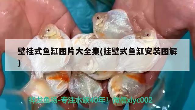 壁掛式魚缸圖片大全集(掛壁式魚缸安裝圖解)