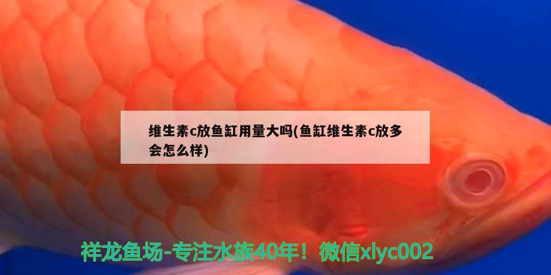 維生素c放魚缸用量大嗎(魚缸維生素c放多會怎么樣)