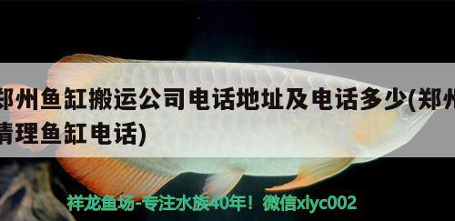 鄭州魚缸搬運公司電話地址及電話多少(鄭州清理魚缸電話) 綠皮辣椒小紅龍