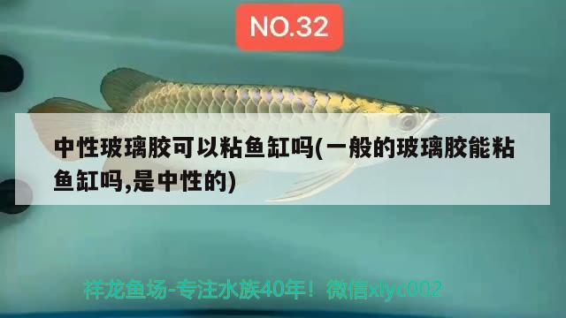 中性玻璃膠可以粘魚(yú)缸嗎(一般的玻璃膠能粘魚(yú)缸嗎,是中性的) 潛水艇魚(yú)