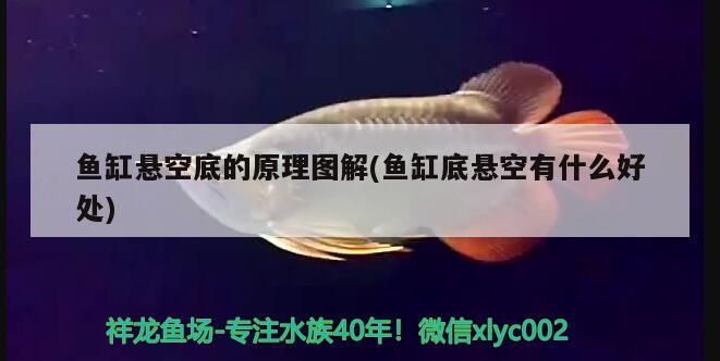 魚缸懸空底的原理圖解(魚缸底懸空有什么好處) 廣州水族批發(fā)市場