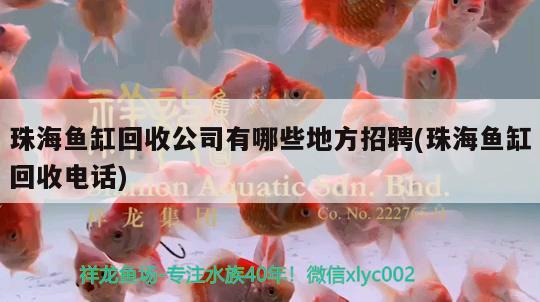 珠海魚缸回收公司有哪些地方招聘(珠海魚缸回收電話) 黃金斑馬魚