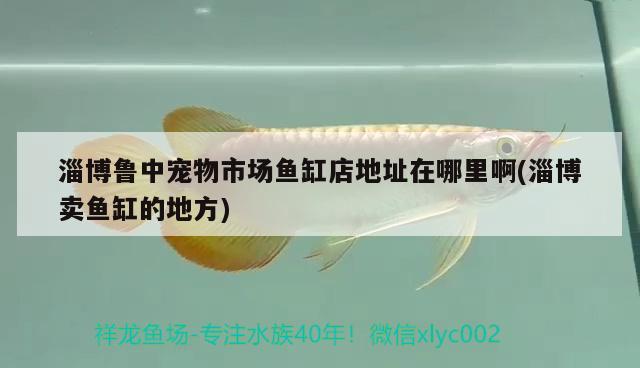 淄博魯中寵物市場魚缸店地址在哪里啊(淄博賣魚缸的地方)