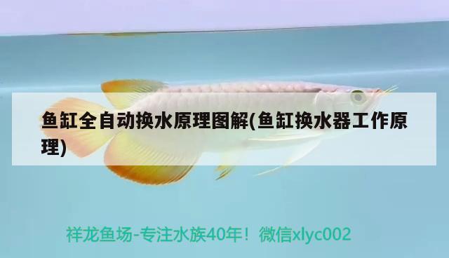 魚(yú)缸全自動(dòng)換水原理圖解(魚(yú)缸換水器工作原理) 藍(lán)底過(guò)背金龍魚(yú)