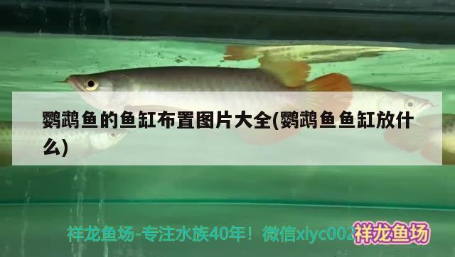 鸚鵡魚的魚缸布置圖片大全(鸚鵡魚魚缸放什么) 鸚鵡魚