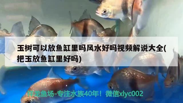 玉樹可以放魚缸里嗎風水好嗎視頻解說大全(把玉放魚缸里好嗎) 魚缸風水