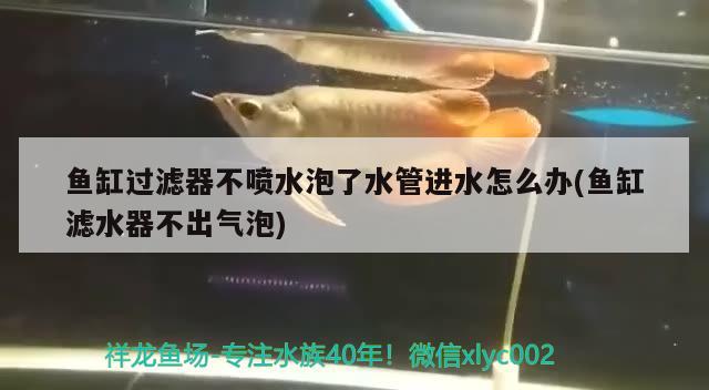 魚缸過濾器不噴水泡了水管進水怎么辦(魚缸濾水器不出氣泡) 白子紅龍魚