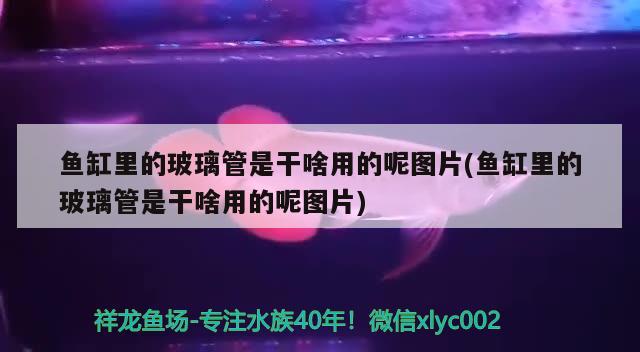 魚缸里的玻璃管是干啥用的呢圖片(魚缸里的玻璃管是干啥用的呢圖片) 龍鳳鯉魚