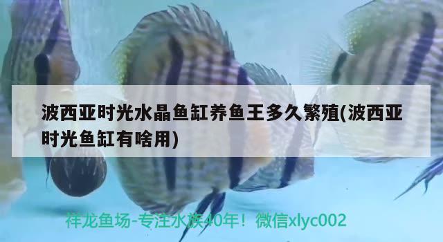 波西亞時(shí)光水晶魚(yú)缸養(yǎng)魚(yú)王多久繁殖(波西亞時(shí)光魚(yú)缸有啥用)