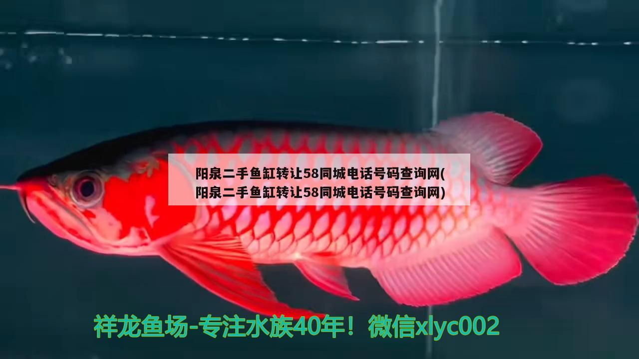 陽泉二手魚缸轉(zhuǎn)讓58同城電話號碼查詢網(wǎng)(陽泉二手魚缸轉(zhuǎn)讓58同城電話號碼查詢網(wǎng)) 女王大帆魚苗