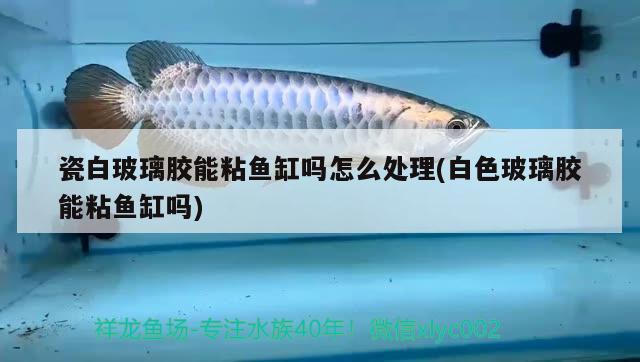 瓷白玻璃膠能粘魚(yú)缸嗎怎么處理(白色玻璃膠能粘魚(yú)缸嗎) 祥龍龍魚(yú)魚(yú)糧