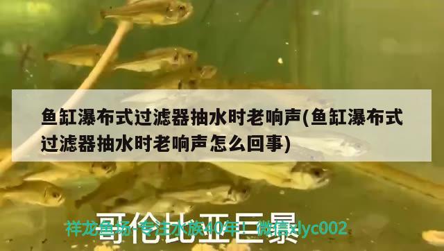 魚缸瀑布式過濾器抽水時(shí)老響聲(魚缸瀑布式過濾器抽水時(shí)老響聲怎么回事) 養(yǎng)魚的好處 第2張