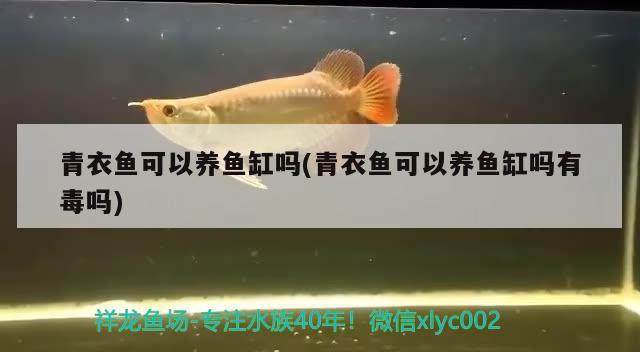 青衣魚可以養(yǎng)魚缸嗎(青衣魚可以養(yǎng)魚缸嗎有毒嗎)