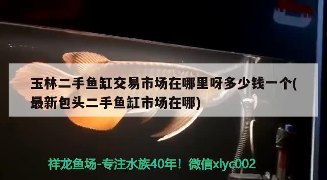 玉林二手魚缸交易市場在哪里呀多少錢一個(最新包頭二手魚缸市場在哪) 細(xì)線銀版魚