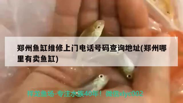 鄭州魚缸維修上門電話號(hào)碼查詢地址(鄭州哪里有賣魚缸) 哥倫比亞巨暴魚苗