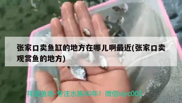 張家口賣魚缸的地方在哪兒啊最近(張家口賣觀賞魚的地方) 慈雕魚