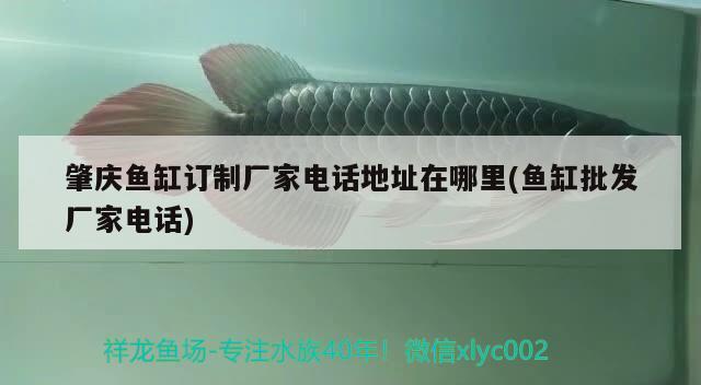 肇慶魚(yú)缸訂制廠家電話地址在哪里(魚(yú)缸批發(fā)廠家電話)