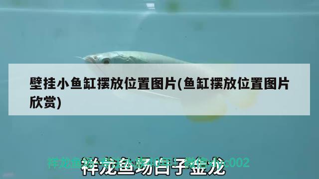 壁掛小魚缸擺放位置圖片(魚缸擺放位置圖片欣賞)