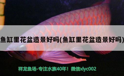 魚缸里花盆造景好嗎(魚缸里花盆造景好嗎) PH調(diào)節(jié)劑