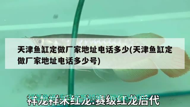 天津魚(yú)缸定做廠家地址電話多少(天津魚(yú)缸定做廠家地址電話多少號(hào)) 朱巴利魚(yú)苗