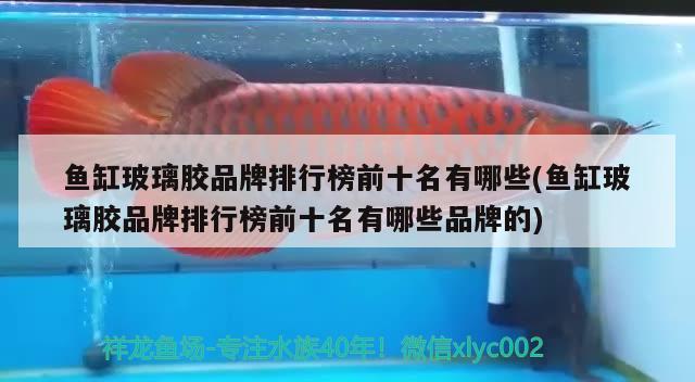 魚缸玻璃膠品牌排行榜前十名有哪些(魚缸玻璃膠品牌排行榜前十名有哪些品牌的) 祥龍赫舞紅龍魚